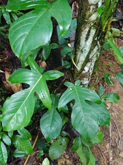 Philodendron squamiferum
