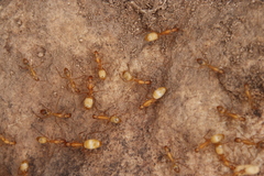 Camponotus cuneiscapus