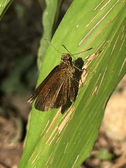 Iambrix salsala salsala