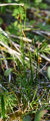 Juncus biglumis