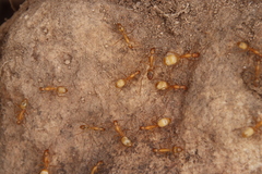 Camponotus cuneiscapus