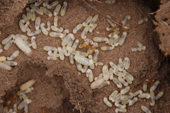 Camponotus cuneiscapus