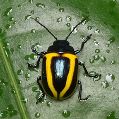 Proseicela vittata
