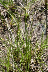 Juncus brachyspathus
