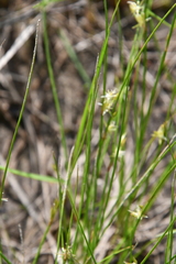 Juncus brachyspathus