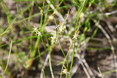 Juncus brachyspathus