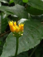 Gurania lobata