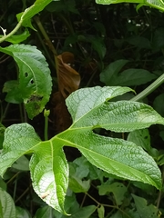 Gurania lobata