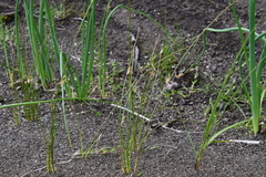 Juncus brachyspathus