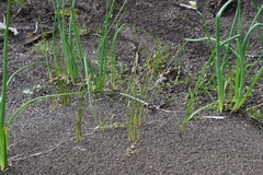 Juncus brachyspathus
