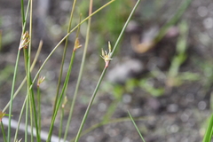 Juncus brachyspathus