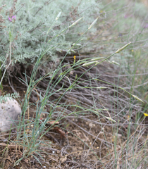Dianthus schemachensis