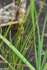 Juncus brachyspathus