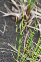 Juncus brachyspathus