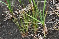 Juncus brachyspathus