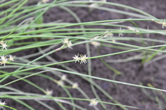 Juncus brachyspathus