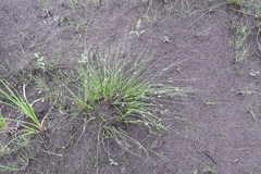 Juncus brachyspathus