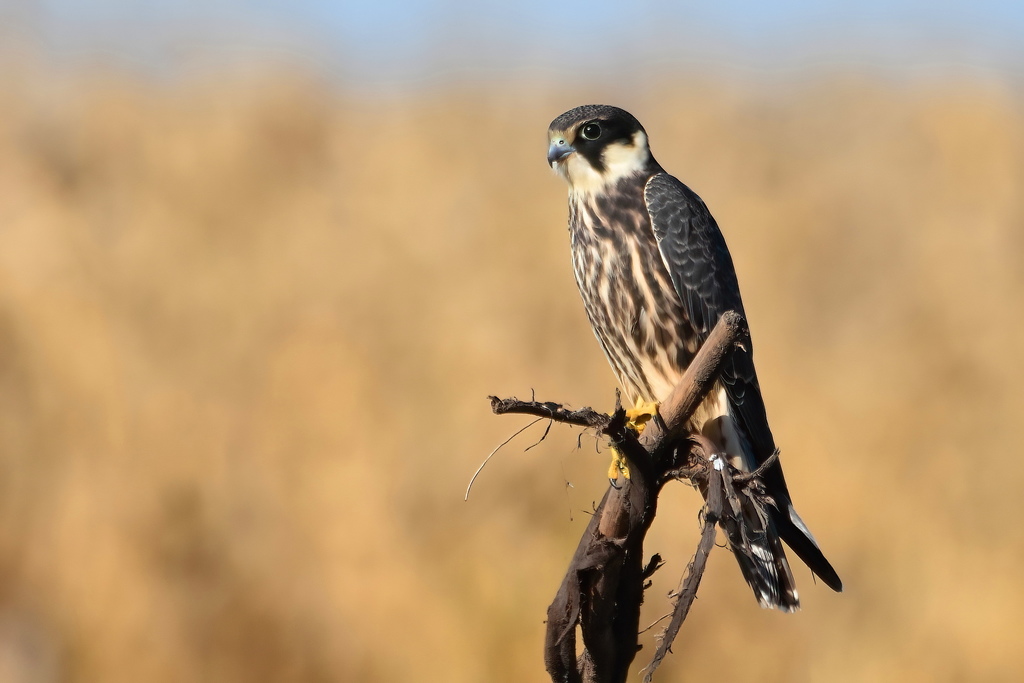 Eurasian Hobby