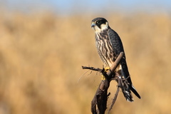 Eurasian Hobby photo 1