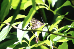 Pieriballia viardi