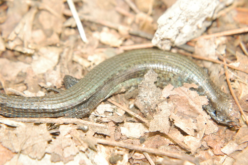 Abronia moreletii