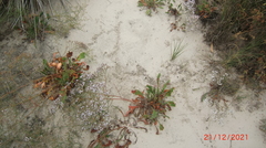 Limonium brasiliense