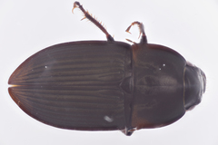 Anisodactylus rusticus