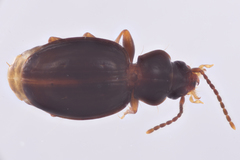 Trechus hydropicus beutenmuelleri