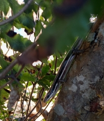 Marisora brachypoda