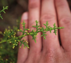 Cupressus goveniana