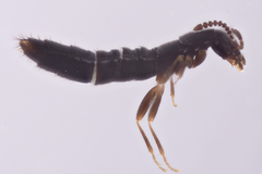 Ocyustiba appalachiana