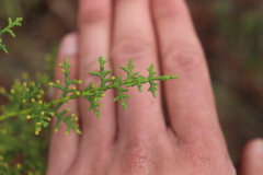 Cupressus goveniana