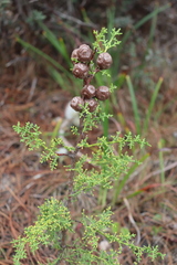 Cupressus goveniana