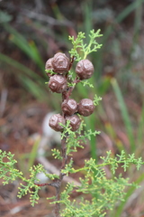 Cupressus goveniana
