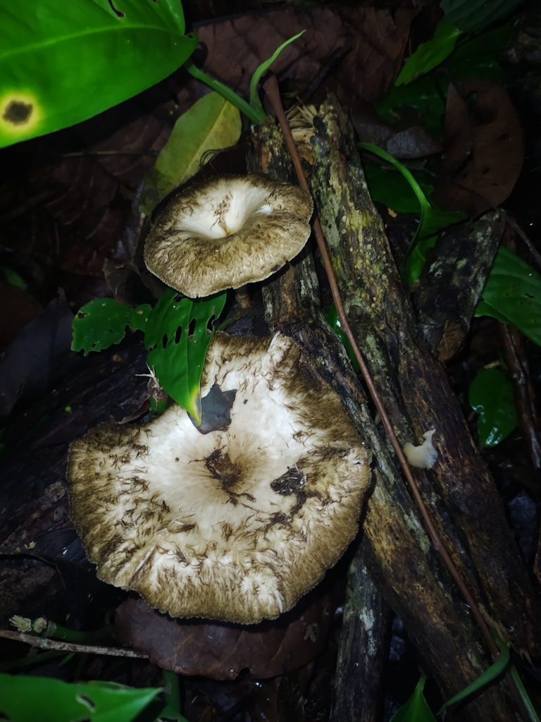 Lentinus