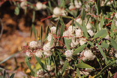 Hakea florida