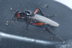 Bibio pomonae