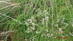 Limonium brasiliense