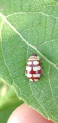 Alagoasa decemguttata