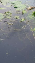 Lagarosiphon major