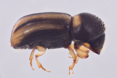 Trypodendron
