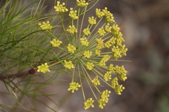 Notobubon tenuifolium