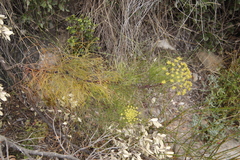 Notobubon tenuifolium