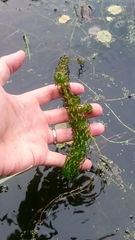 Lagarosiphon major