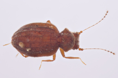 Dasycerus carolinensis