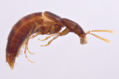 Ischnosoma suteri