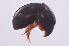 Agathidium gallititillo