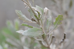 Tessaria absinthioides