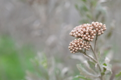 Tessaria absinthioides