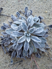 Chrysopsis gossypina